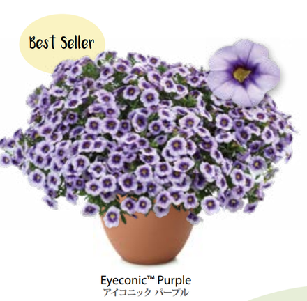 ЕВРО Calibrachoa Eyeconic Purple укорененный черенок середина декабря 25