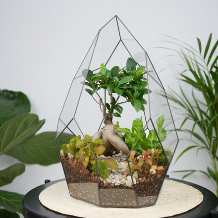 Готовый флорариум бонсай Фикус гинсенг Айсберг