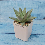 Haworthia Savanna (Хавортия)