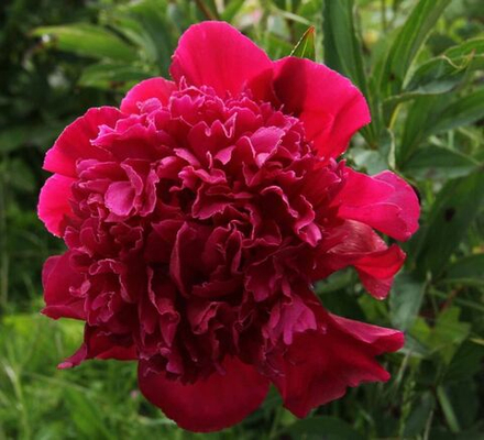 Пион Инспектор Лаверн