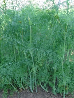 Семена Укроп Кустистый