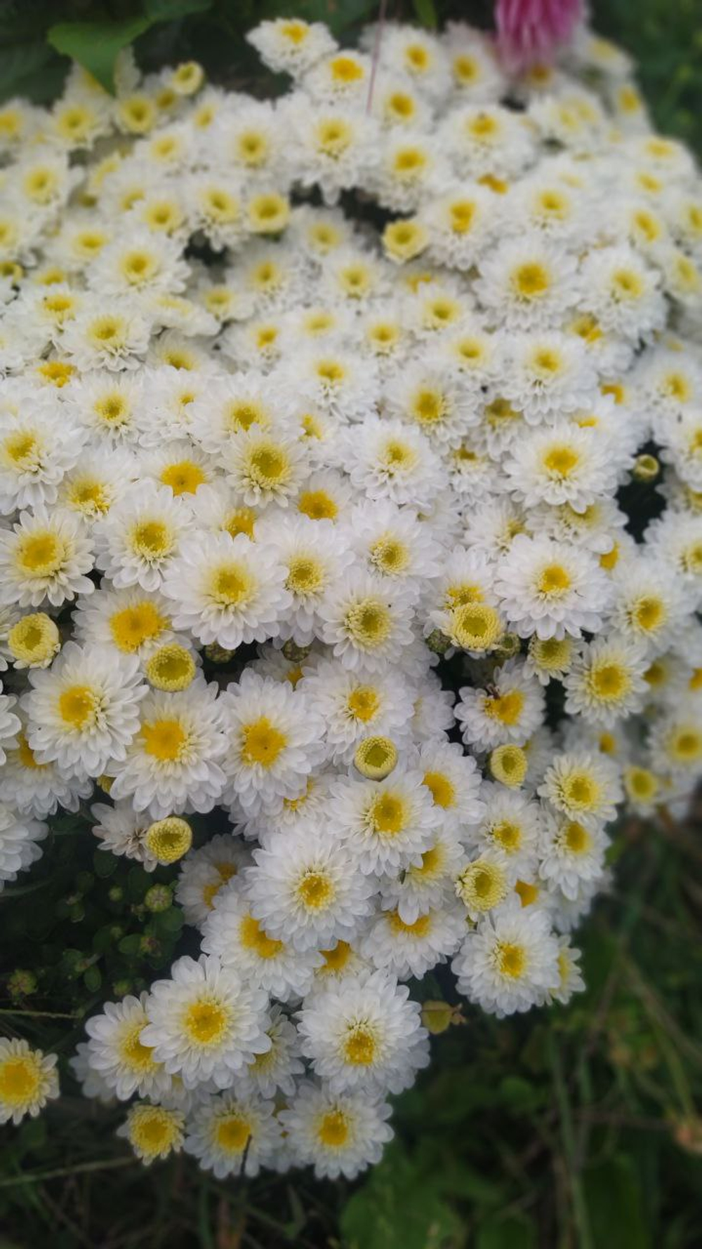 Хр 12 хризантема мультифлора