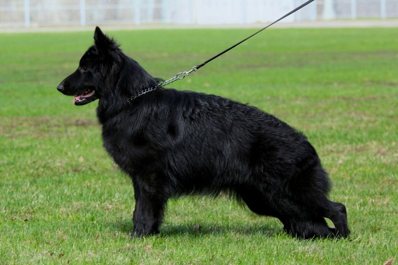 ДЖУНА ИЗ ПОМЕСТЬЯ БОГОВИК