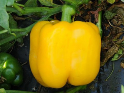 Милдред F1 семена перца сладкого (Enza Zaden / Энза Заден)