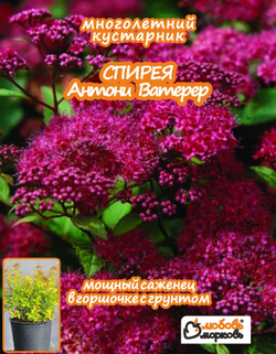 Саженец, Спирея, Антони Ватерер