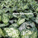Аглаонема WHITE ANYAMANEE