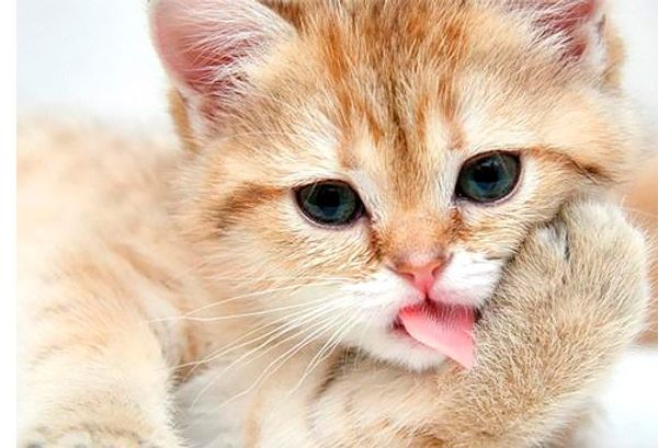 Линька у кошек: причины и способы борьбы Линька у кошек: причины и способы борьбы