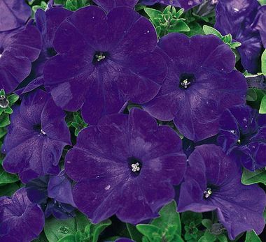 S6089 Петуния кустовая Multiflora MIRAGE BLUE 1000 шт.
