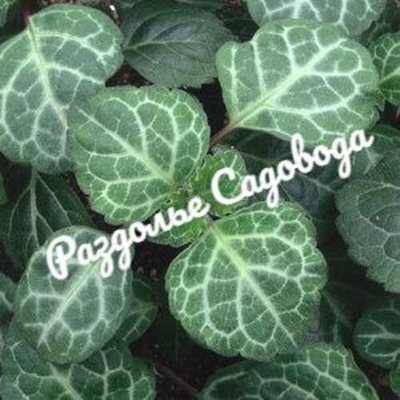 Плектрантус зеленолистный Эртендаля