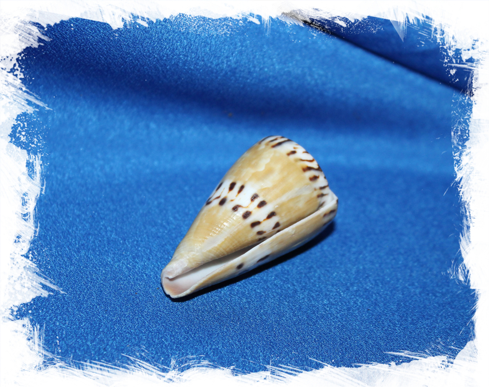 Конус горностай, (Conus mustelinus), Конус Мустелинус