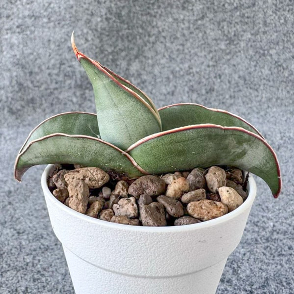 Сансевиерия BANANA BLUE