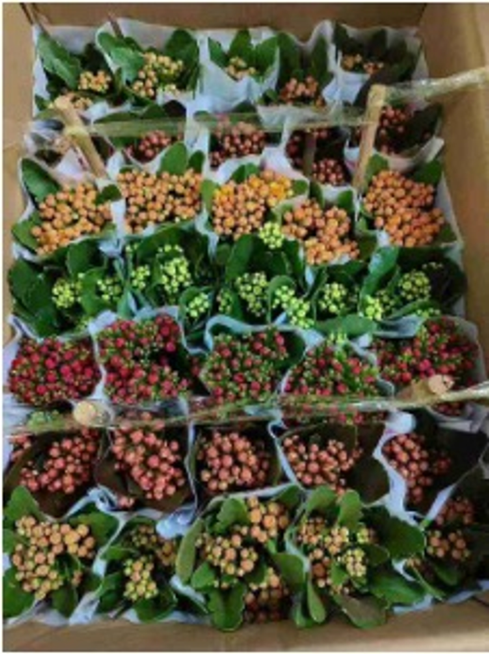 Каланхоэ  Colorful Longevity Flower д.8