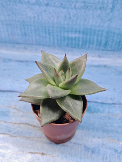 Echeveria Agavoides (Эхеверия)