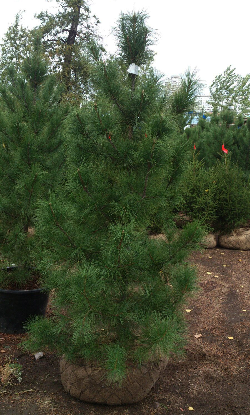 Сосна кедровая сибирская (ком) 250-300