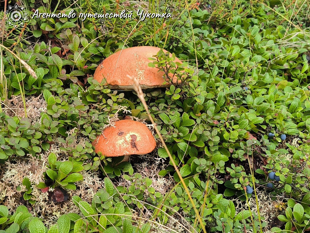 Путешествие на реку Тавайваам