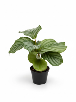 Калатея Green Apple д. 11