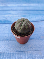 Euphorbia Obesa (Эуфорбия)