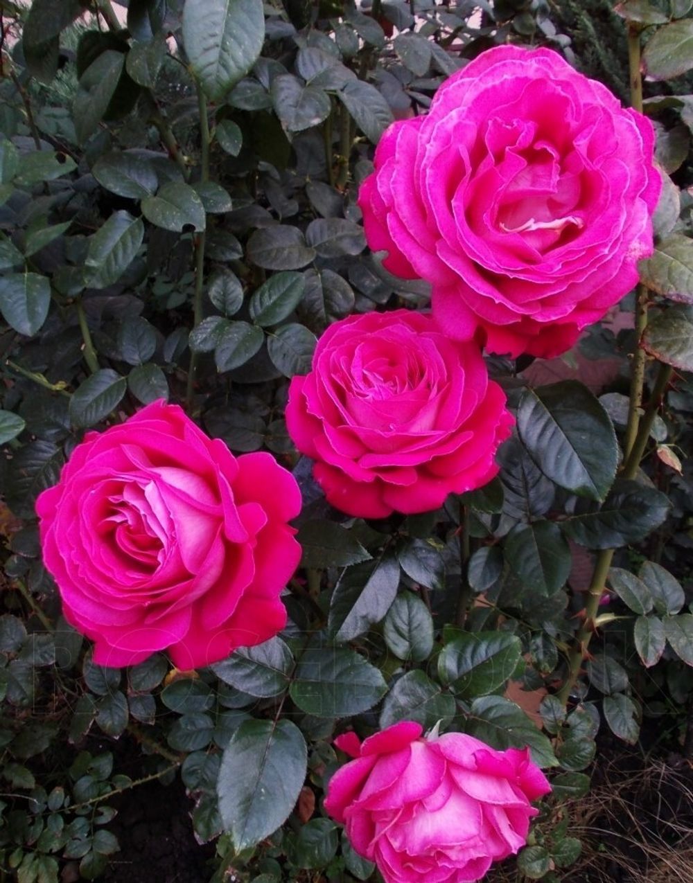 Барон Эдмон Де Ротшильд (Barone Edmond De Rothschild)