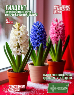 Гиацинт Луковицы, Микс сортов, 9шт