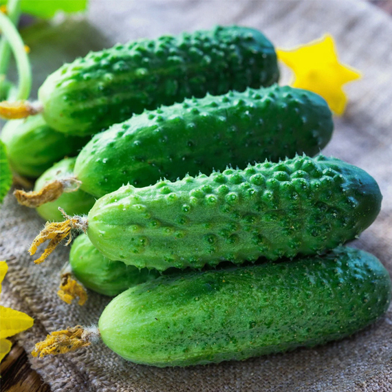 ПАСАЛИМО F1 семена огурца Syngenta купить – фото 2