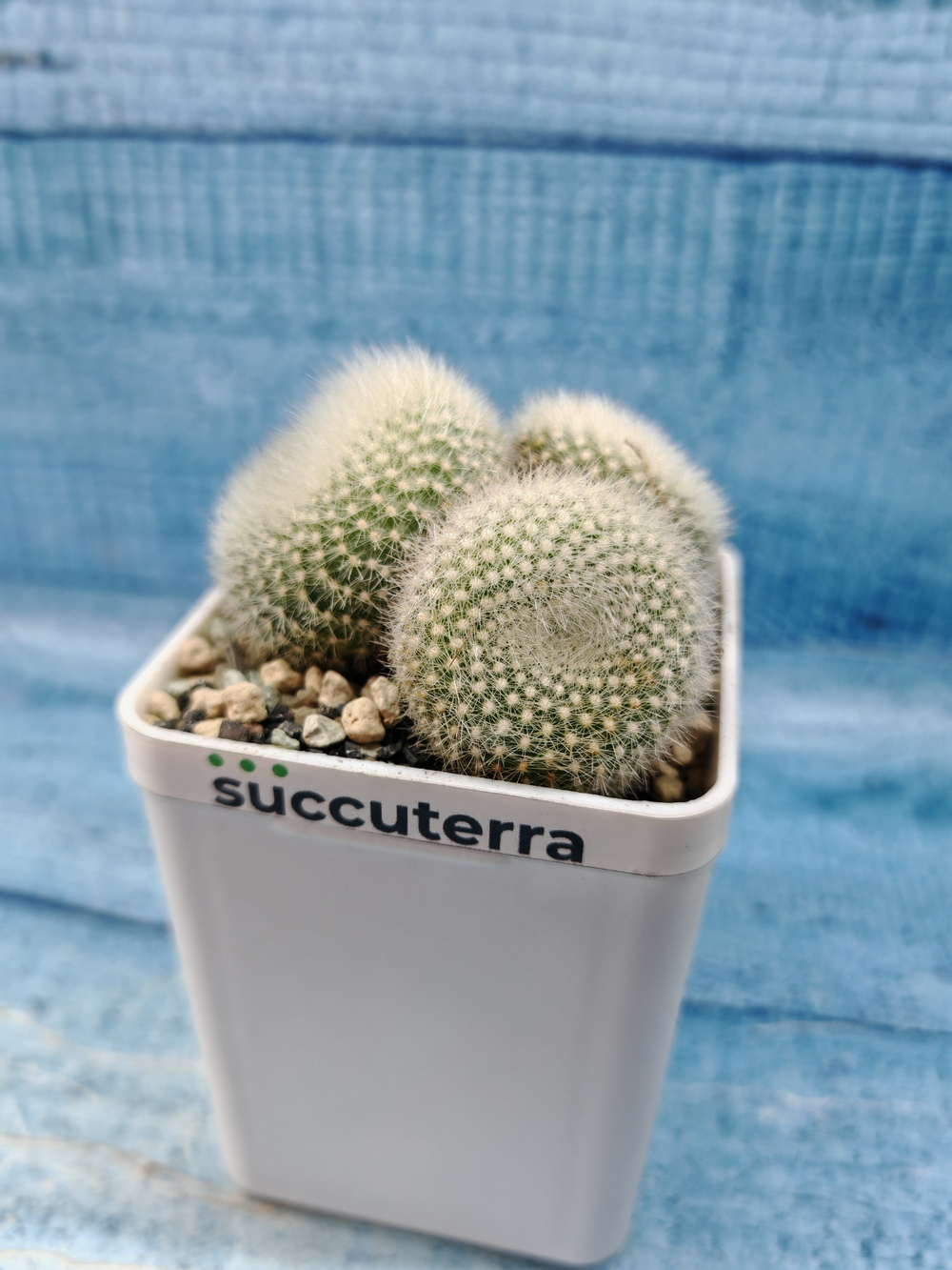 Notocactus Haselbergii triple (Нотокактус)