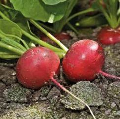 ДИЕГО F1 семена редиса (Hazera | Alexagro)