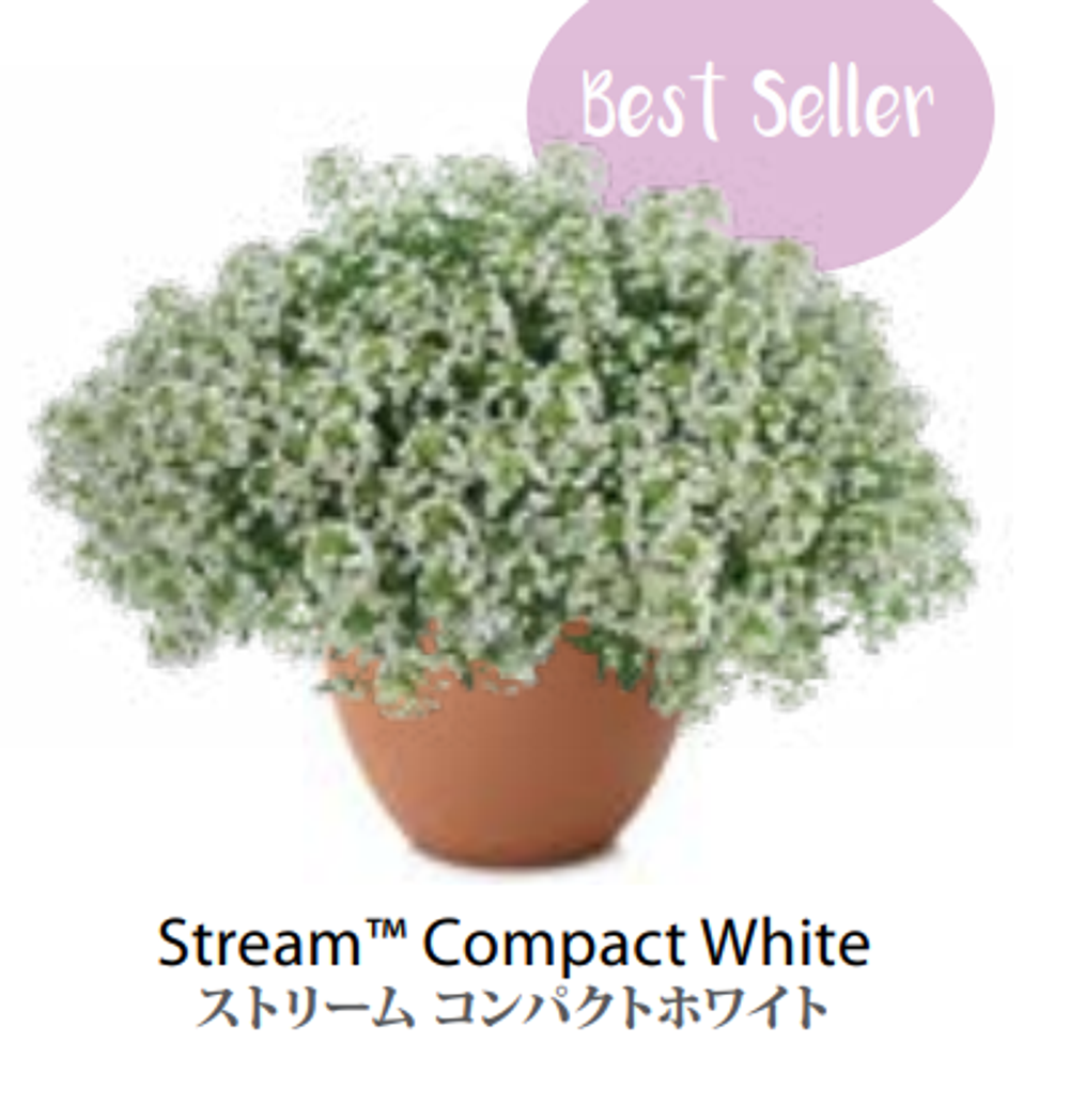 ЕВРО Лобулярия Алиссум Stream Compact White НЕукор черенок середина ноября 25