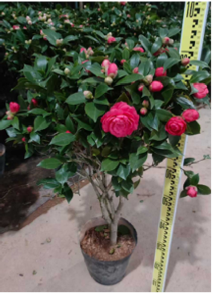 Камелия д. 26