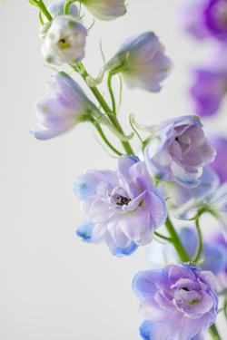 Монобукет Дельфиниум