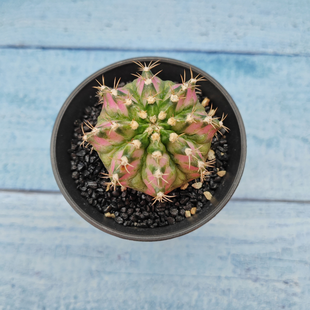 Gymnocalycium T-Rex Pink hybride (Гимнокалициум T-rex)