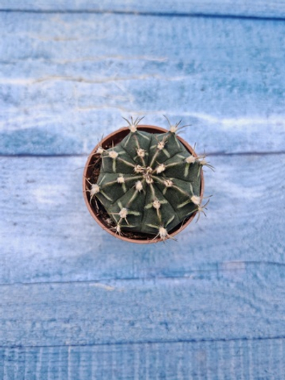 Gymnocalycium Friedrichii (Гимнокалициум)