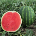 Бонта F1 семена арбуза (Seminis / Семинис)