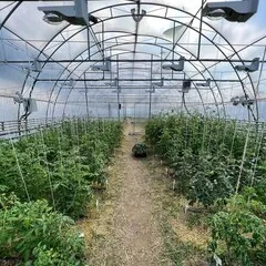 Мизуна красная БИО / 150 гр