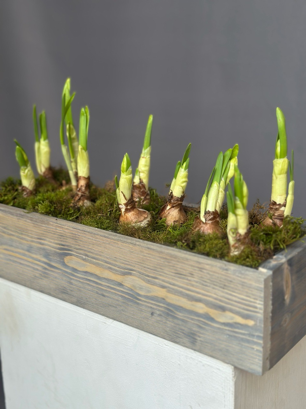 Hot garden offer #02p