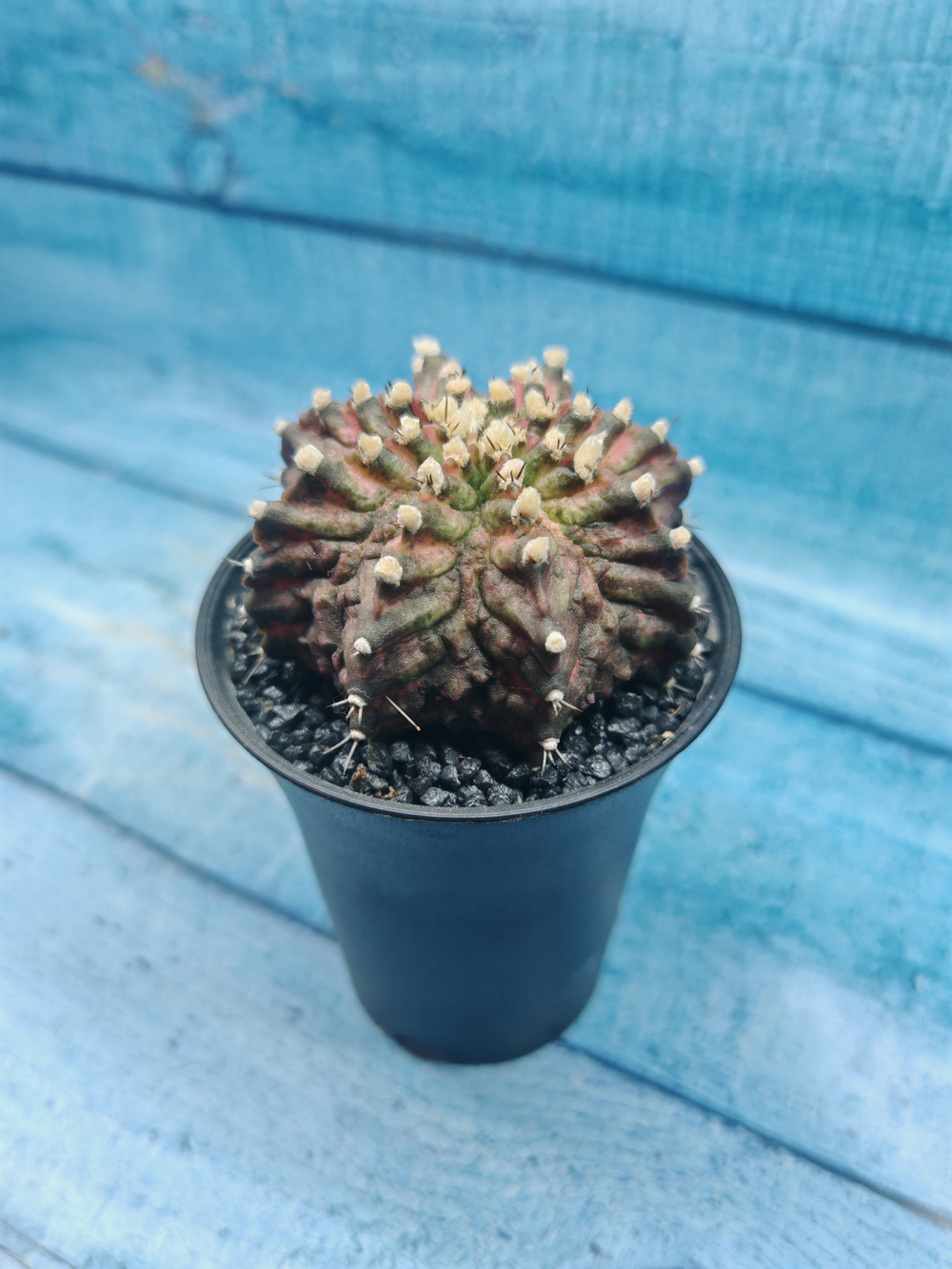 Gymnocalycium T-Rex Pink hybride (Гимнокалициум T-rex)