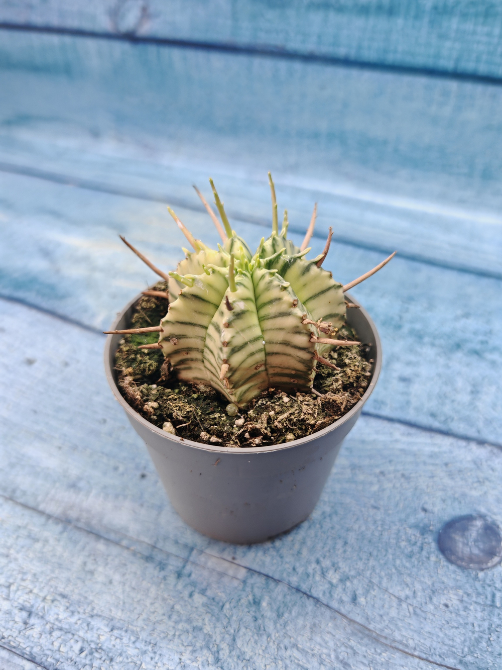 Euphorbia meloformis f. Variegated (Эуфорбия вариегатная)