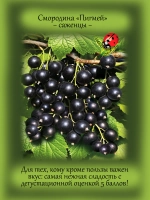 Смородина Пигмей черная очень сладкая