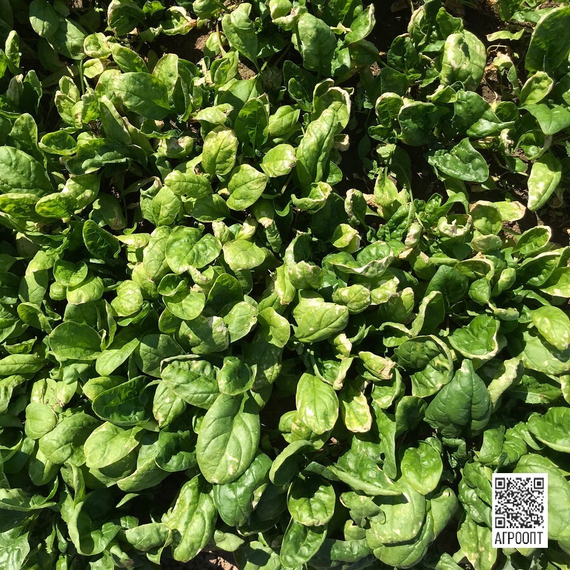 Муфлон F1 семена шпината (Rijk Zwaan / Райк Цваан) в поле – фото 2