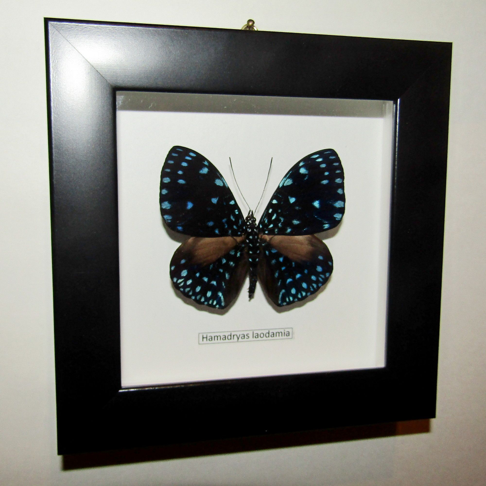 Бабочка Hamadryas laodamia в рамке