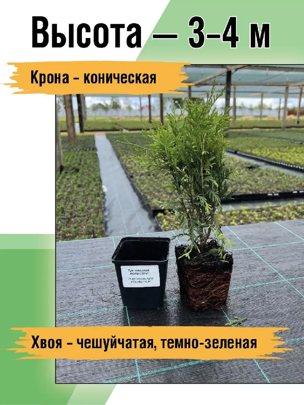 Туя саженец западная Холмструп хвойные деревья