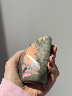 Срез Лабрадора M