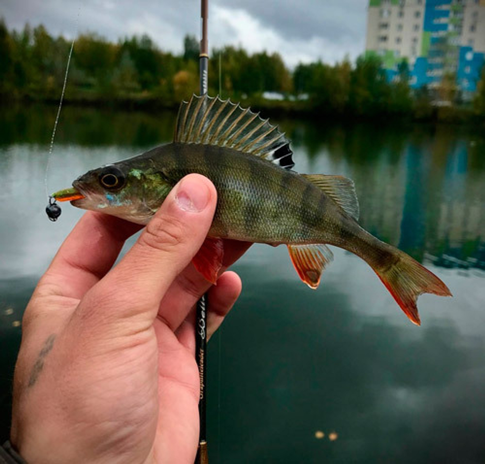 Babu Fish (Fry) 36 мм - приманка Brown Perch (20 шт)