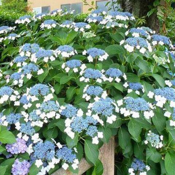 Гортензия крупнолистная Либель