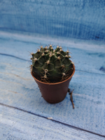 Gymnocalycium Friedrichii (Гимнокалициум)