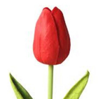 Тюльпан классика (банч 50шт) Красные