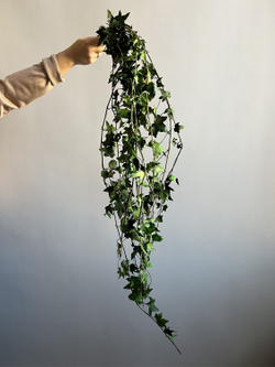 Плющ стабилизированный зеленый