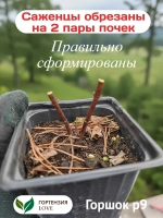 Пантера гортензия метельчатая