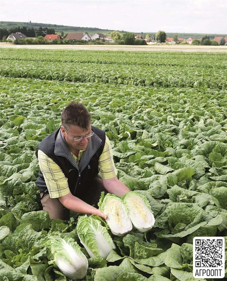 ЭМИКО F1 семена капусты пекинской (Bejo | Alexagro) – фото 2