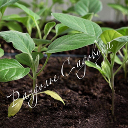 Баклажан Галич