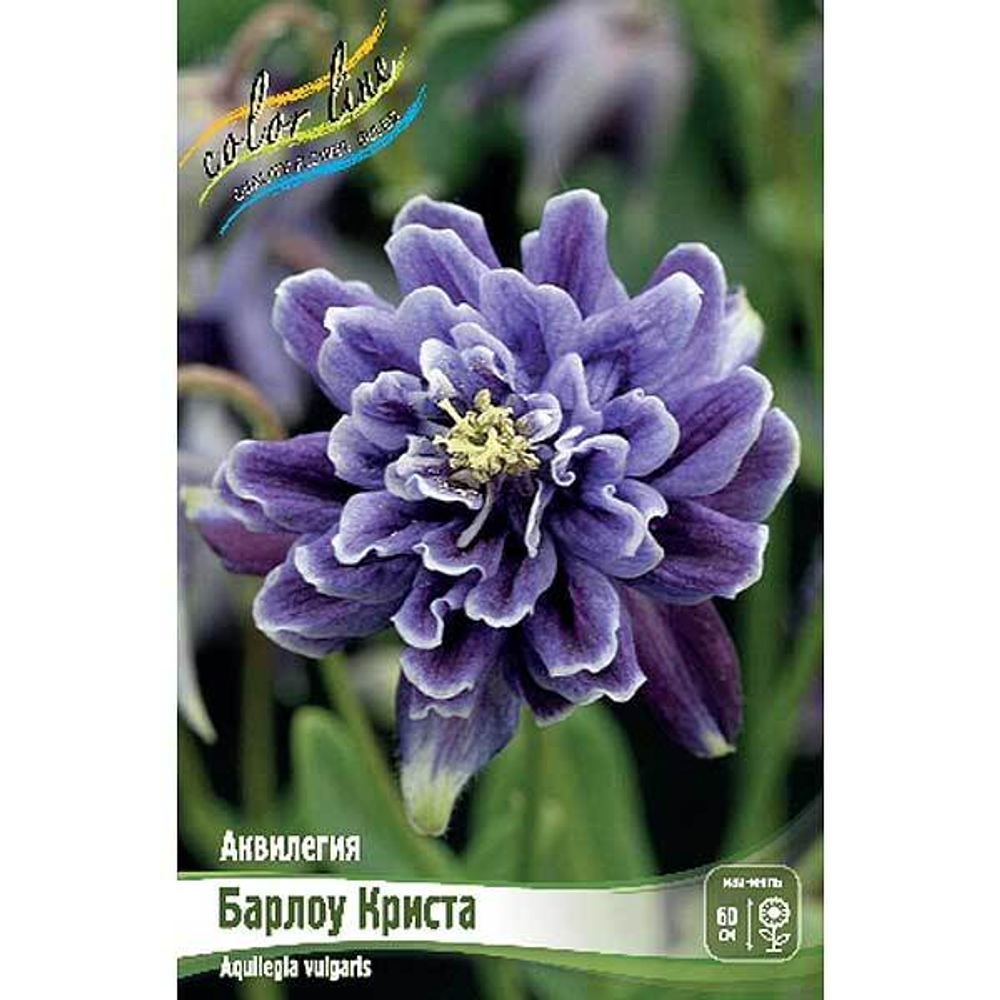 Аквилегия Барлоу Криста